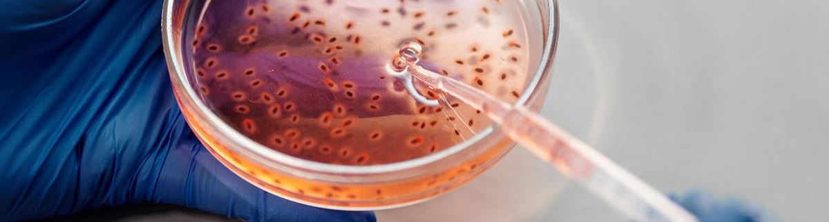 Bactéries dans un bol