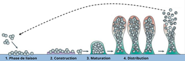 Biofilm illustration