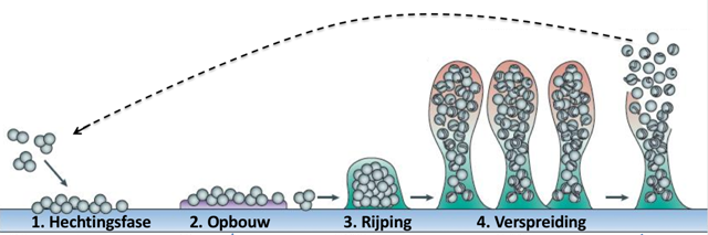 Biofilm illustratie
