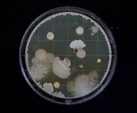 Schimmelinfectie candida auris